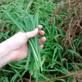 Garlic chives run rampant over most parts of the island!