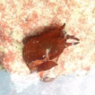 Sea Hare (Aplysia punctata)