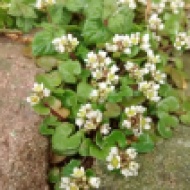 Common Scurvygrass (Cochliaria officinalis agg.)