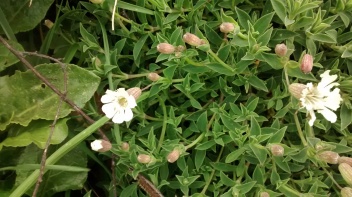 Sea Campion (Silene maritima) has a lovely fresh flavour and the flowers can be eaten with a sweet burst of nectar